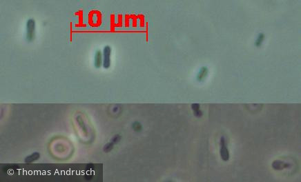 Cyanobacteria Cyanobacteria Chroococcales Synechococcus nidulans