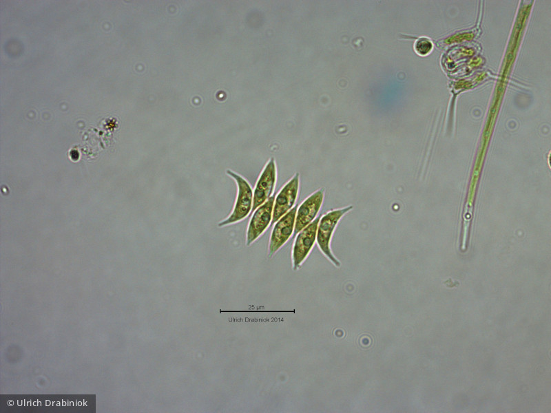 Chlorophyta Chlorophyceae Chlorococcales Tetradesmus obliquus