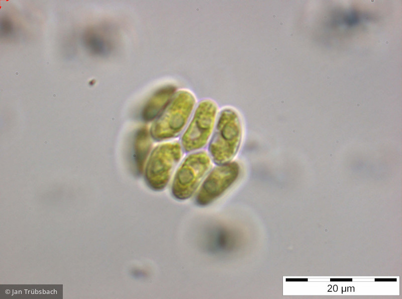 Chlorophyta Chlorophyceae Chlorococcales Scenedesmus obtusus