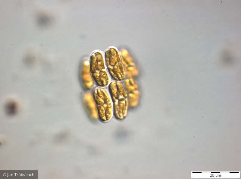 Chlorophyta Chlorophyceae Chlorococcales Scenedesmus obtusus