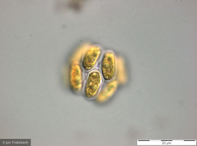 Chlorophyta Chlorophyceae Chlorococcales Scenedesmus obtusus