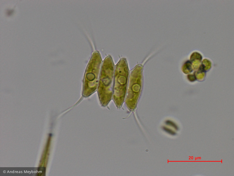 Scenedesmus_opoliensis_1286800881 - Chlorophyta Chlorophyceae Chlorococcales Desmodesmus opoliensis