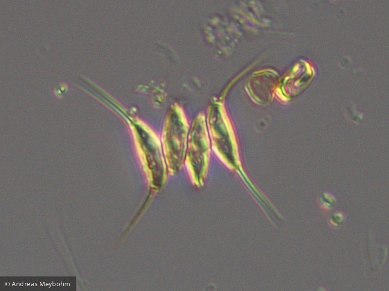 Chlorophyta Chlorophyceae Chlorococcales Desmodesmus opoliensis