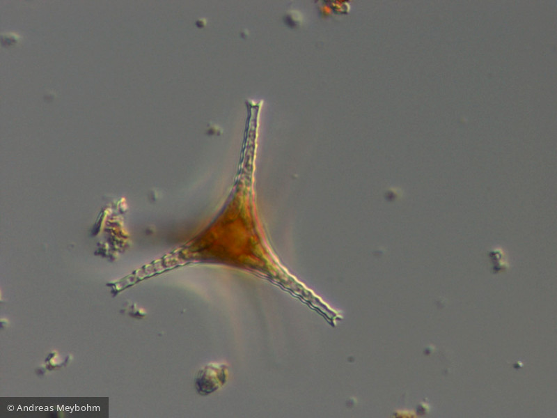 Staurastrum_planktonicum_1286364590