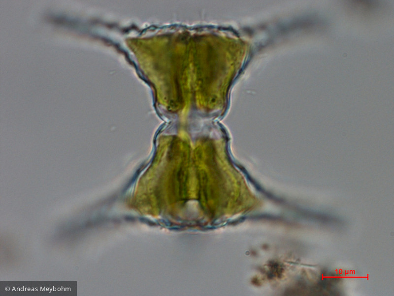 Staurastrum_planktonicum_1286364790