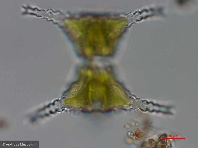 Staurastrum_planktonicum_1286364917