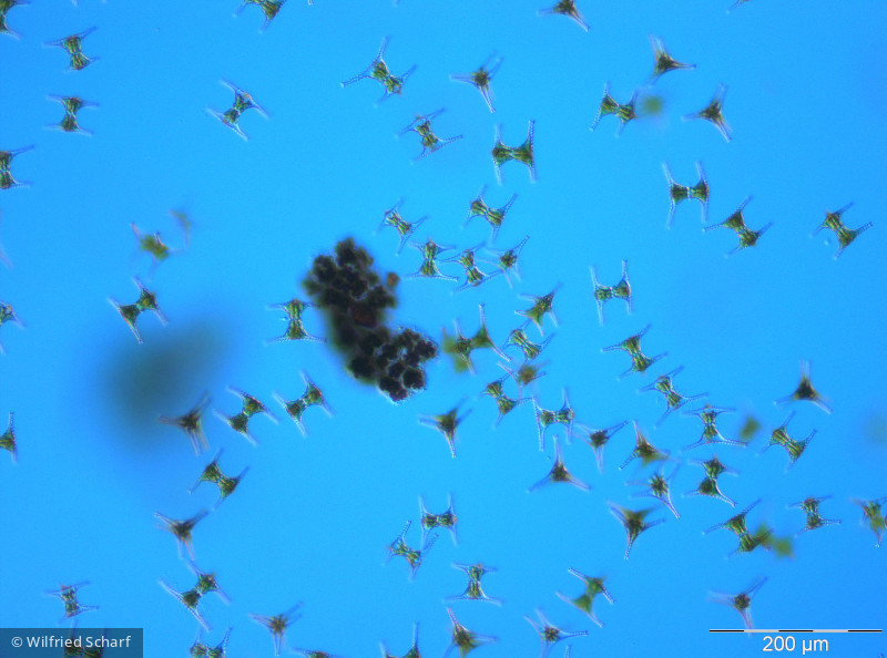 Staurastrum_quadridentatum_1260443880 - Chlorophyta Conjugatophyceae Desmidiales Staurastrum pseudoplanctonicum