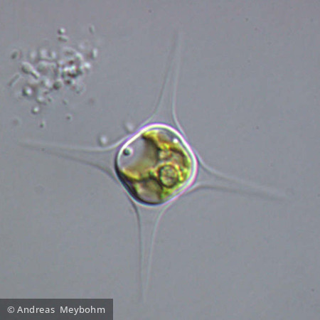 Tetraedron schmidlei - Chlorophyta Chlorophyceae Chlorococcales Treubaria schmidlei