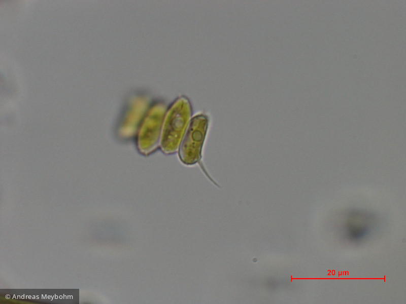 Scenedesmus_semipulcher_1286804931 - Chlorophyta Chlorophyceae Chlorococcales Scenedesmus semipulcher