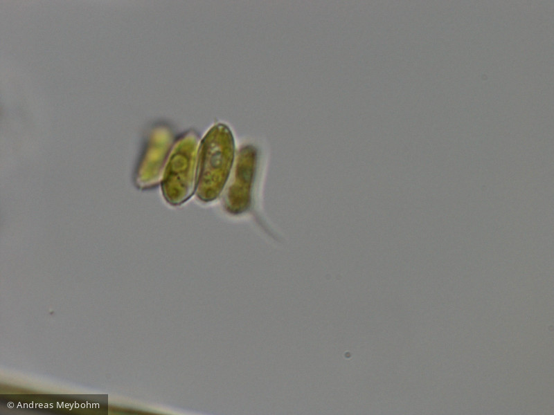 Scenedesmus_semipulcher_1286805010 - Chlorophyta Chlorophyceae Chlorococcales Scenedesmus semipulcher