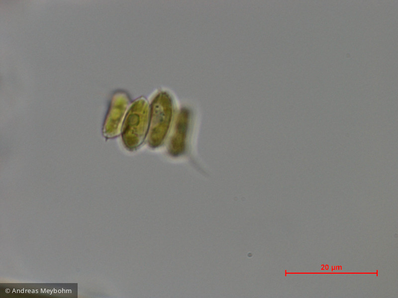 Scenedesmus_semipulcher_1286805080 - Chlorophyta Chlorophyceae Chlorococcales Scenedesmus semipulcher