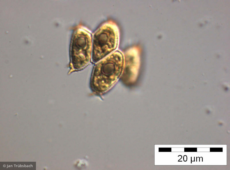 Scenedesmus_smithii_1255342419 - Chlorophyta Chlorophyceae Chlorococcales Scenedesmus smithii