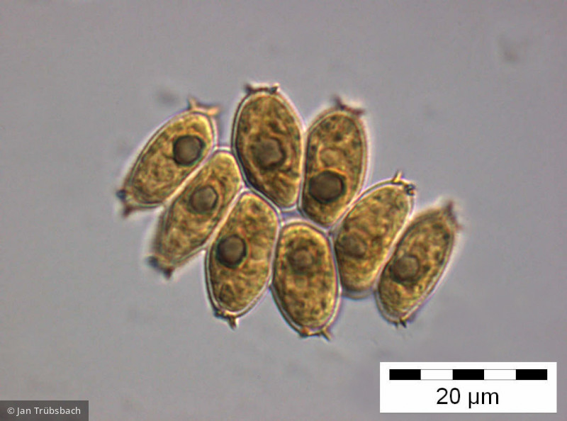 Scenedesmus_smithii_1255346999 - Chlorophyta Chlorophyceae Chlorococcales Scenedesmus smithii