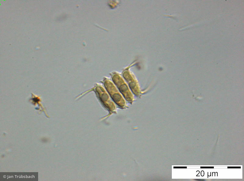 Scenedesmus sp. · Chlorophyta Chlorophyceae Chlorococcales · 1000x