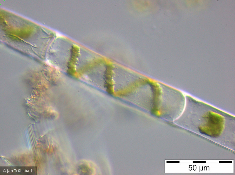 Zygnematales_Spirogyra_1248442495 - Chlorophyta Conjugatophyceae Zygnematales Spirogyra sp.
