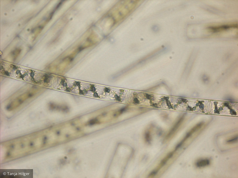 Chlorophyta Conjugatophyceae Zygnematales Spirogyra sp.