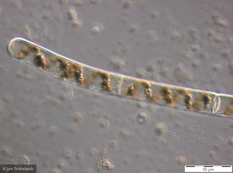 Chlorophyta Conjugatophyceae Zygnematales Spirogyra sp.