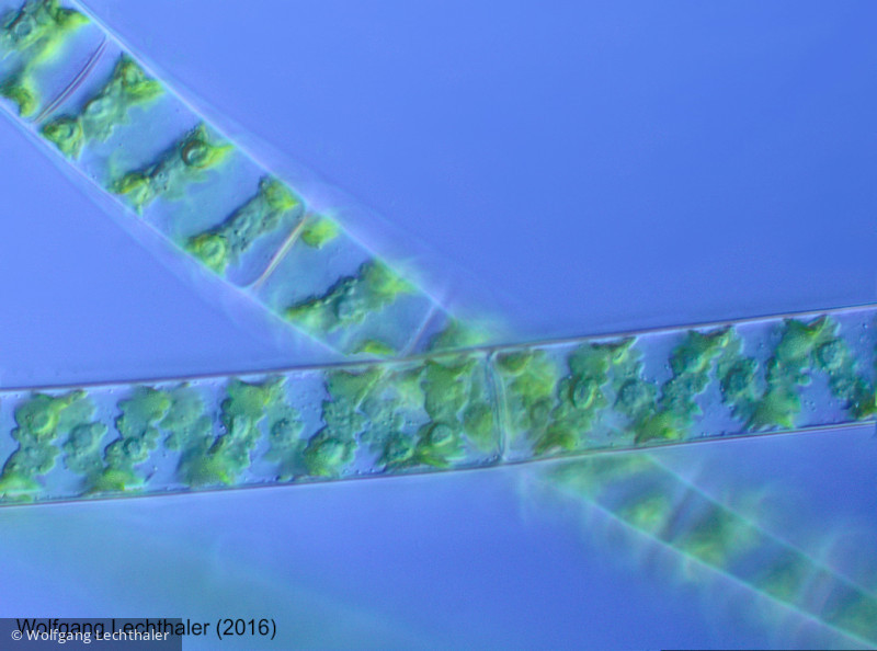 Chlorophyta Conjugatophyceae Zygnematales Spirogyra sp.