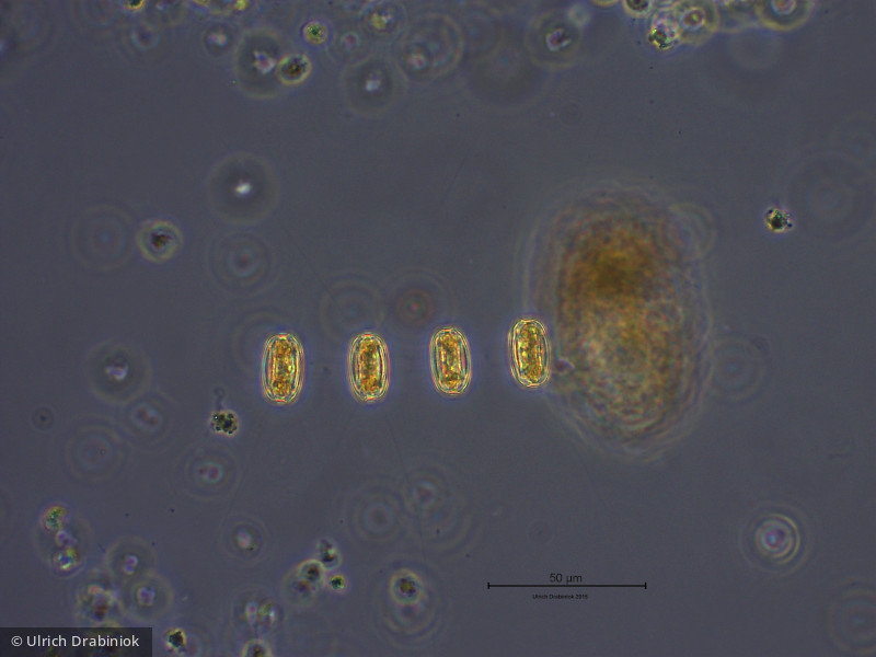 Heterocontophyta Bacillariophyceae Centrales Thalassiosira sp.