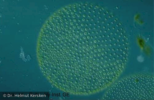 Volvox_sp._1220602316 - Chlorophyta Chlorophyceae Volvocales Volvox sp.