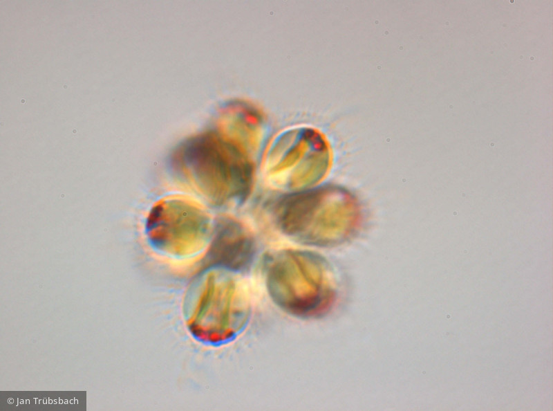 Synura_sphagnicola_1249917536 - Heterocontophyta Chrysophyceae Ochromonadales Synura sphagnicola