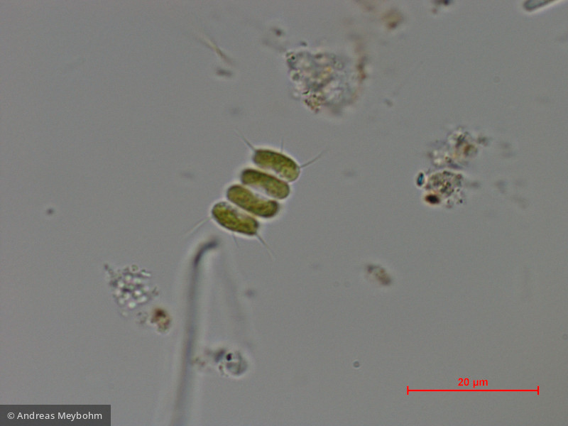 Scenedesmus_spinosus_1286805332 - Chlorophyta Chlorophyceae Chlorococcales Desmodesmus spinosus