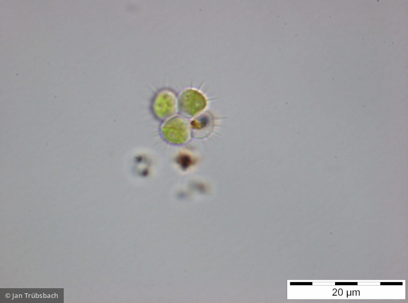 Tetrastrum_staurogeniaeforme_1255352644 - Chlorophyta Chlorophyceae Chlorococcales Tetrastrum staurogeniaeforme