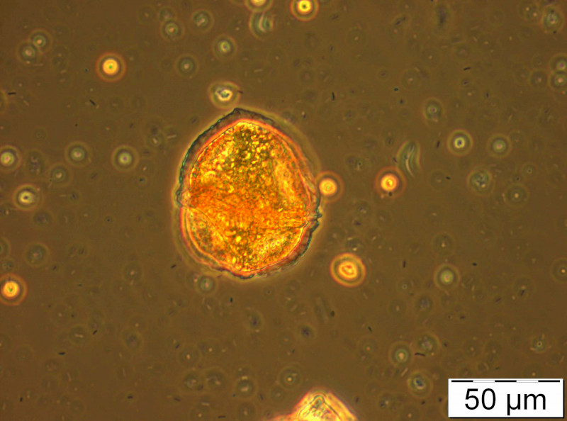 Woloszynskia_tenuissima_1235574113