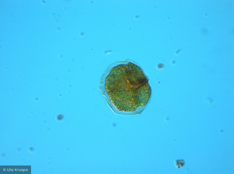 Woloszynskia_tenuissima_1267023354