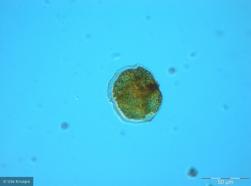 Woloszynskia_tenuissima_1267023542