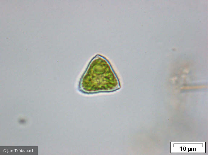 Tetraedron_triangulare_1253629550 - Chlorophyta Chlorophyceae Chlorococcales Tetraedron triangulare