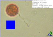 Trachelomonas_volvocina_1238685341