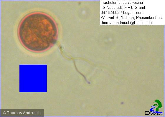 Trachelomonas_volvocina_1238685341 - Euglenophyta Euglenophyceae Euglenales Trachelomonas volvocina