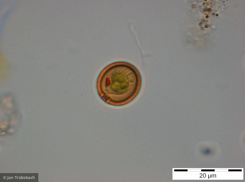 Trachelomonas_volvocina_1255077327 - Euglenophyta Euglenophyceae Euglenales Trachelomonas volvocina
