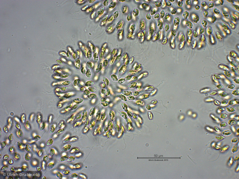Heterocontophyta Chrysophyceae Ochromonadales Uroglena volvox