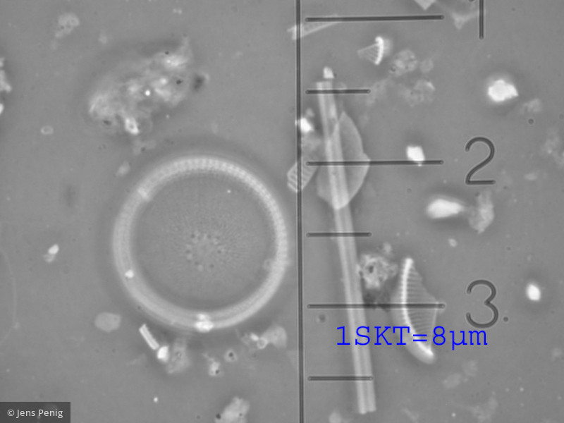 Conticribra weissflogii &middot; Heterocontophyta Bacillariophyceae Centrales &middot; Thalassiosira_weisflogii_1257992486