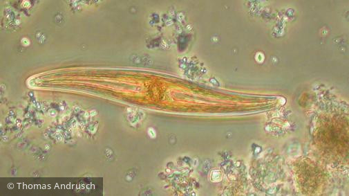 Gyrosigma_acuminatum_1271446764 - Heterocontophyta Bacillariophyceae Pennales Gyrosigma acuminatum