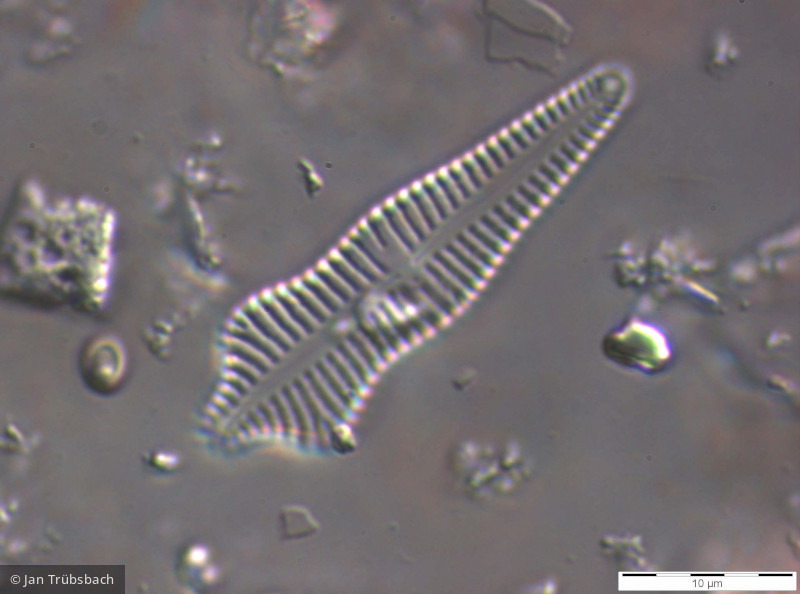 Gomphonema_acuminatum_1265982938 - Heterocontophyta Bacillariophyceae Pennales Gomphonema acuminatum