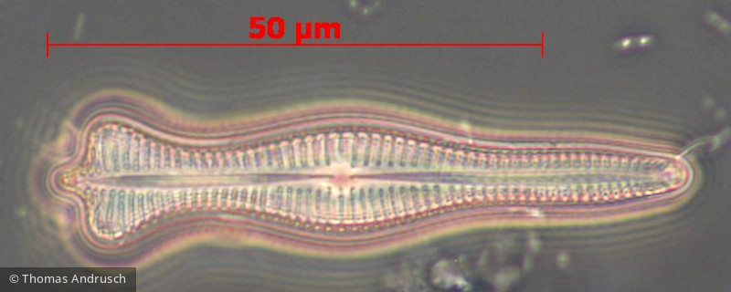 Heterocontophyta Bacillariophyceae Pennales Gomphonema acuminatum