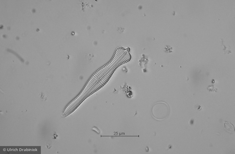 Heterocontophyta Bacillariophyceae Pennales Gomphonema acuminatum