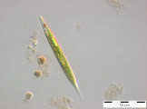 Euglena_acus_1255601103