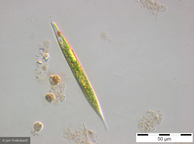Euglena_acus_1255601103 - Euglenophyta Euglenophyceae Euglenales Lepocinclis acus