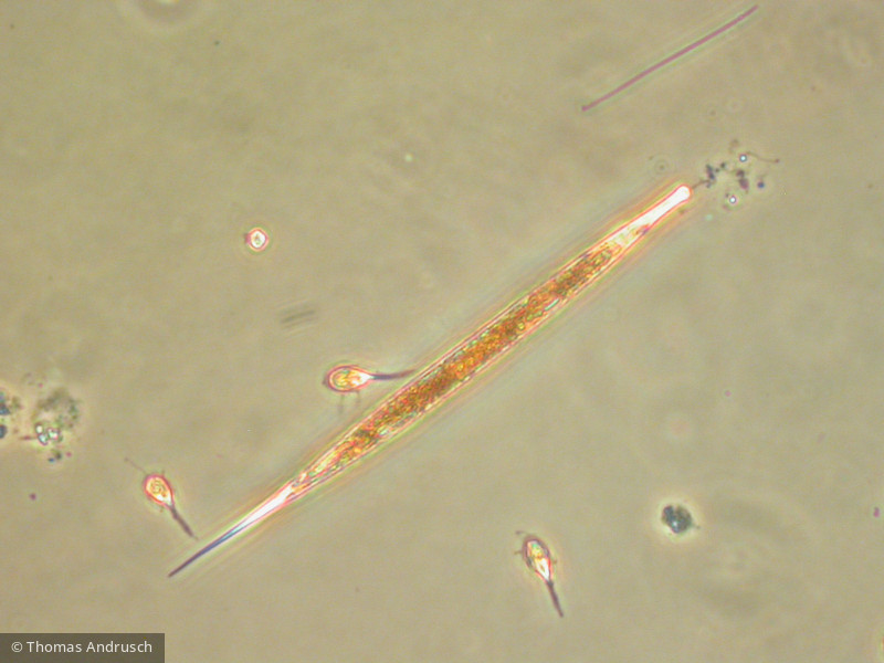 Euglenophyta Euglenophyceae Euglenales Lepocinclis acus