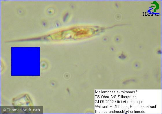 Mallomonas_akrokomos_1238677791 - Heterocontophyta Chrysophyceae Ochromonadales Mallomonas akrokomos