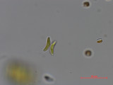 Didymogenes_anomala_1286869463