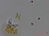 Didymogenes_anomala_1286869590
