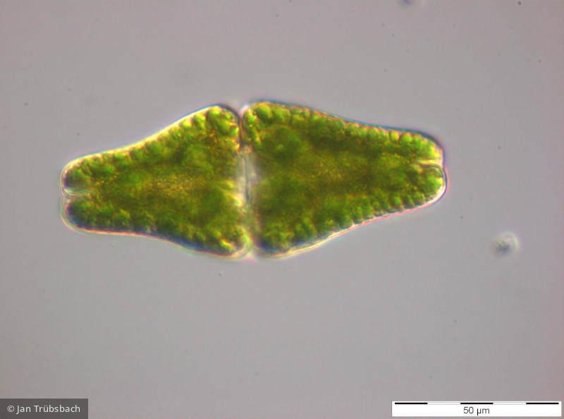 Chlorophyta Conjugatophyceae Desmidiales Euastrum ansatum