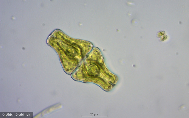 Chlorophyta Conjugatophyceae Desmidiales Euastrum ansatum