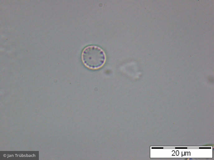 Cyclotella_atomus_1235658859 - Heterocontophyta Bacillariophyceae Centrales Cyclotella atomus