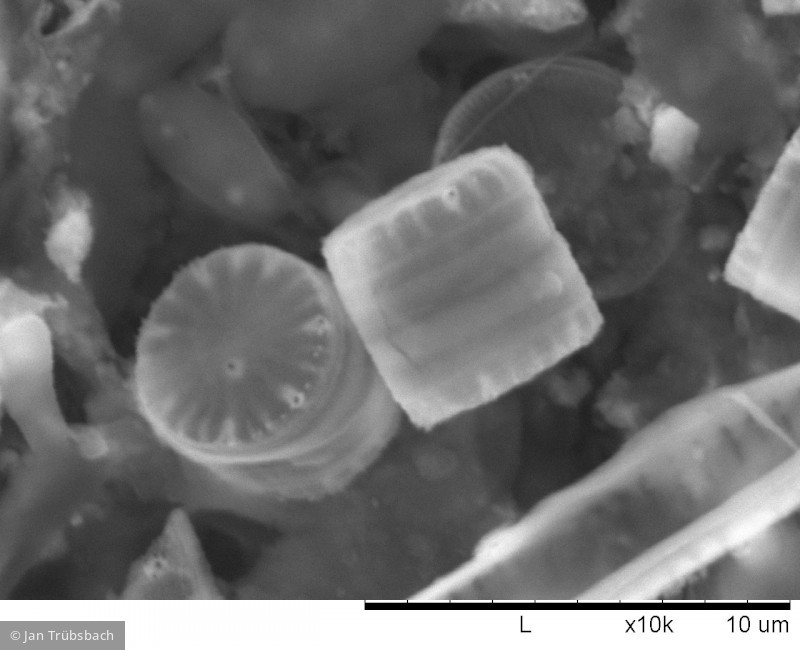 Heterocontophyta Bacillariophyceae Centrales Cyclotella atomus